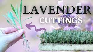 Image result for lavender cuttings