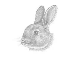 This is obviously a very simple easter bunny face to recreate because of the round head, and long pointed ears. How To Draw A Rabbit Head Detail