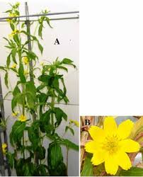 Image result for Guizotia