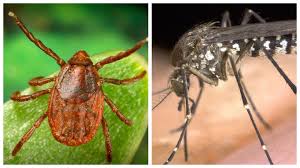 Homeowners frequently hire pest control operators to schedule inspections when they hear of pest problems experienced by their neighbours. Will A Bug Pestpocalypse Follow Our Warm Winter Pennlive Com