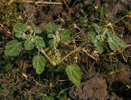 Image result for Chrozophora plicata