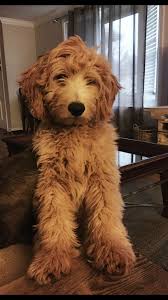 They are very obedient and are quite attached to their families. Golden Retriever Teddy Haircut Novocom Top