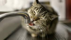 When your cat doesn't get enough nutrition, its organism. How Long Can A Cat Go Without Water Obey My Cat