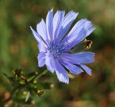 Maybe you would like to learn more about one of these? Chicory Is The Cheshire Cat Of Herbs The New York Times