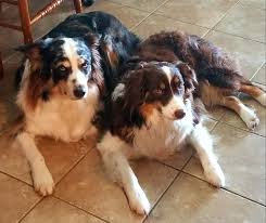 Ozzy And Dixie Waiting Patiently To Go Play Aussie Australian Australianshepherd Australian Shepherd Cute Dogs Dogs