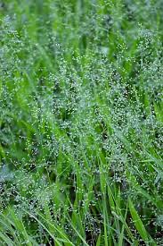 Image result for Dichapetalum deflexum