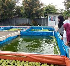 Gambar Kolam Budidaya Ikan Nila Infoakuakultur Com