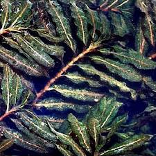Image result for Potamogeton crispus
