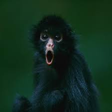 Instagram Spider Monkey Monkey Pictures Monkey