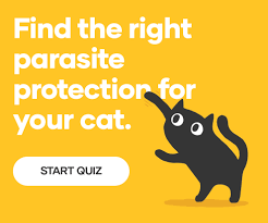 Cats can be hypersensitive to fleas' saliva when they bite, causing a condition called flea allergy dermatitis, one of the most common causes of itchiness in cats. Heartworm Symptoms And Prevention In Cats Petbarn Articles