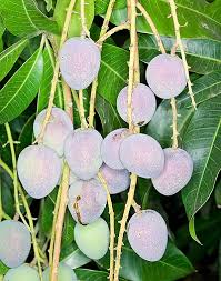 Image result for Mangifera