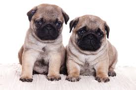 Image result for pugs