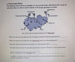 Bryophytes used to be a general term for mosses, liverworts and hornworts, and these three were grouped together into a single division due to their similarity. Solved A Nonvascular Plants The Diagram Below Shows An Chegg Com