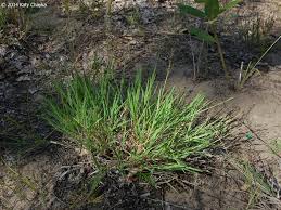 Image result for Digitaria complanata
