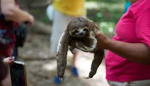 It is quite hard to get free pets with adopt me codes. Why Sloths Do Not Make Good Pets Are Sloths Dangerous