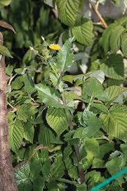Image result for Sonchus bipontini