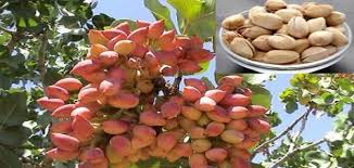 Maybe you would like to learn more about one of these? Ø£Ø´Ø¬Ø§Ø± Ø§Ù„Ù„ÙˆØ² ÙÙŠ Ù…ØµØ± Shajara