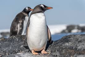 A Beautiful Picture Of The Gentoo Penguins That Live In Antarctica Did You Know That They Only Breed In Areas Free Of S In 2020 Penguins Gentoo Penguin Cute Penguins