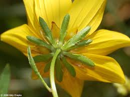 Image result for Bidens kirkii