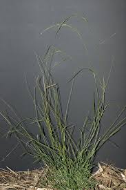 Native grasses can be incorporated individually as ornamental or structural elements. 6 Of The Best Native Grasses To Plant In Your Yard Good Living
