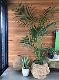 This Palm Tree Is A Tropical Oasis For Your Home Your Own Home And Garden Garden Home Oasis Palm Tree Tropical In 2020 Plantendecor Woonkamerplanten Planten