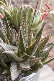 Image result for Aloe carnea
