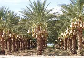 If you want to be more close to nature, this is one spot not to miss where fun is unlimited! Date Palm Grove