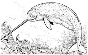 Cartoon narwhal coloring pages big and small free; Get This Printable Narwhal Coloring Pages Online 59808