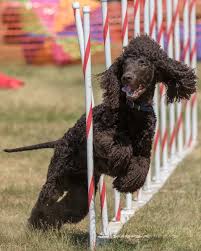 Image result for irský vodní španěl