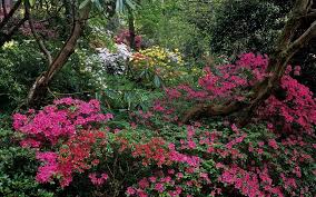 Bodnant Gardens Conwy Wales Uk Forest With Colorful Kurume Azaleas 11 Of 15 Azaleas Conwy My Secret Garden