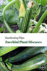 It's prolific, easy to grow, and the fruits taste so darn good. Diseases Of Zucchini Plants Gardening Channel