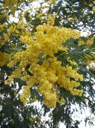 Acacia Dealbata Wikipedia Mimosa Tree Australian Plants Tree Seeds