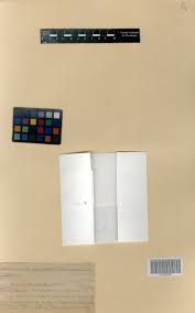 Image result for Ophioglossum thomasii