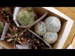 In an ideal setting, an outdoor cactus plant can survive for up to 200 years or more. Moving House Tips How To Pack And Move Cactus And Other Delicate Plants Safely Youtube