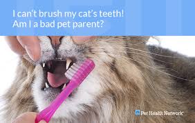 Dr Ernies Top 10 Cat Dental Questions And His Answers