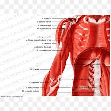 The clavicle (collarbone), the scapula (shoulder blade), and the humerus (upper arm bone) as well as associated muscles, ligaments and tendons. Muscle Abdomen Human Body Shoulder Human Anatomy Arm Text People Anatomy Png Pngwing