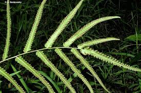 Image result for Amblovenatum