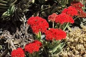 This popular succulent can live and thrive in most indoor house conditions. 55 Types Of Succulents Cacti Growing Tips And Photos Trees Com