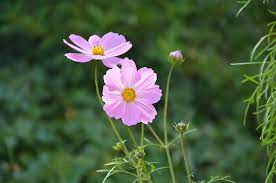 Fondo Flores Silvestres Rosas Frescas Y Refinadas Fondo, Fotografía Hd, Flores  Silvestres, Chili Imagen de Fondo Para Descarga Gratuita - Pngtreee