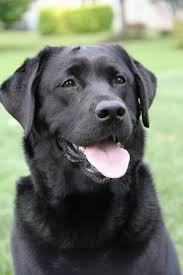 Finally A Smiling Black Lab So Sick Of Only Seeing Serious Looking Back Labs Black Labrador Retriever L Black Labrador Dog Labrador Retriever Labrador Dog