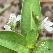 Image result for Justicia exigua