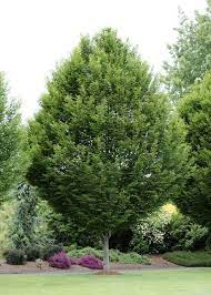 Horn Beam Tree Is A Versatile Tree That Can Be Used In Many Different Landscaping Opportunities The H Front Yard Landscaping Street Trees Backyard Landscaping