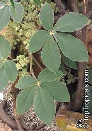 Image result for Centrostigma