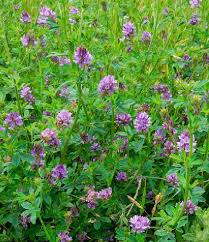 Image result for Medicago sativa
