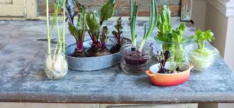 Check spelling or type a new query. How To Regrow Vegetable Scraps Simple Bites