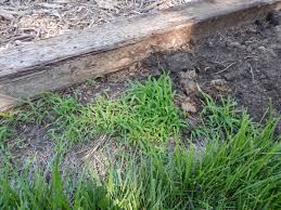 Look closely at the leaf of any grass plant and notice parallel veining, i.e. A Homeowner Step By Step Tall Fescue And Kentucky Bluegrass Lawn Guide K State Turf And Landscape Blog