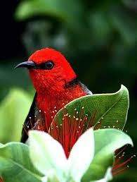 Pin By Huseyin Salgin On Birds Beautiful Birds Birds Bird