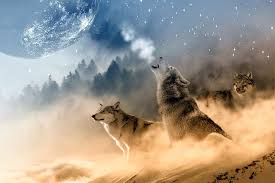 Welcome to 4kwallpaper.wiki here you can find the best 4k wolf wallpapers uploaded by our community. Wolves 1080p 2k 4k 5k Hd Wallpapers Free Download Wallpaper Flare