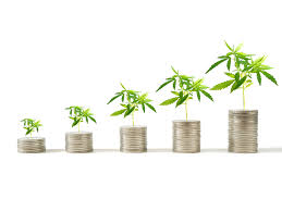 Ace capital growth sdn bhd also participates as market maker for bursa malaysia derivatives gold futures contract and pt bursa komoditi dan derivatif indonesia. A Mini Guide To Cannabis In Asia Agfundernews