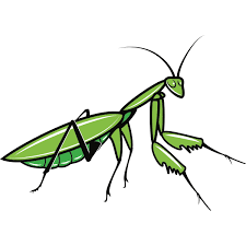 Praying Mantis Praying Mantis Pray Clip Art